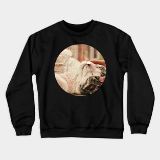 Alert floppy cat Crewneck Sweatshirt